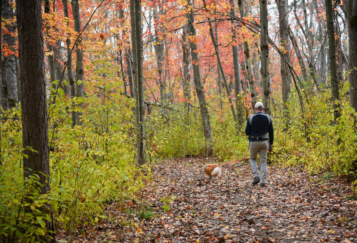 Man walking with a small dog on a leaf-covered forest path in autumn colors