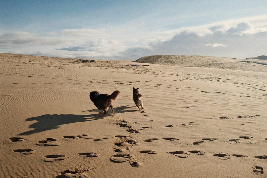 Dog-Friendly Beaches in the Netherlands and Belgium: Where, When and the Real Rules