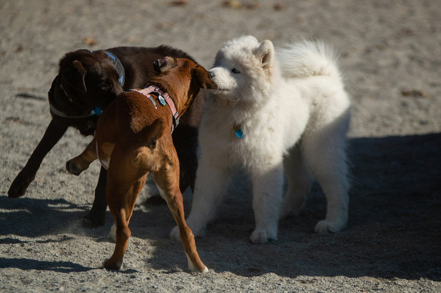 Dog Body Language on Walks: 10 Signals Every Owner Should Know
