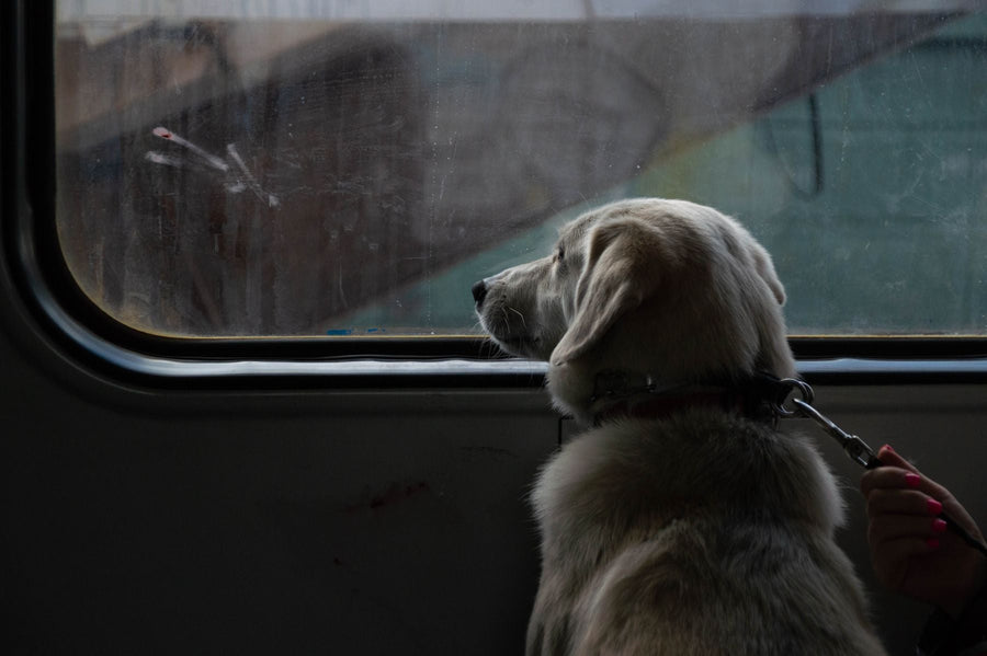 Dog on the Train in the Netherlands and Belgium: Tickets, Prices and Rules (2026)
