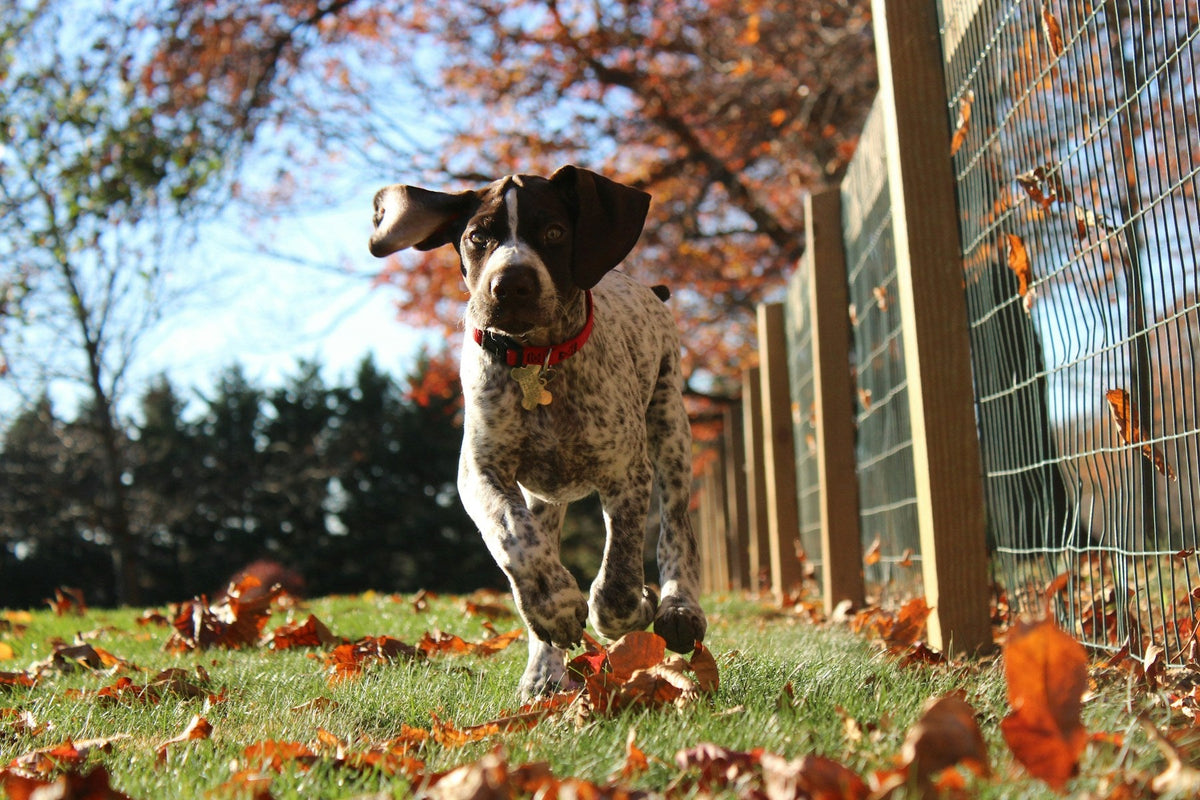 Young pointer running toward the camera over grass covered in autumn leaves