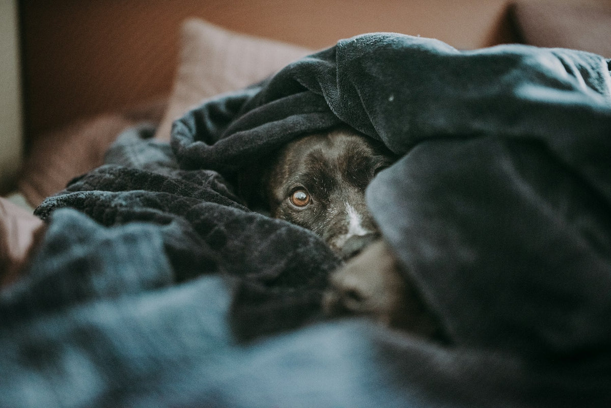 Dark-coated dog peeking out from under a soft blanket on a sofa