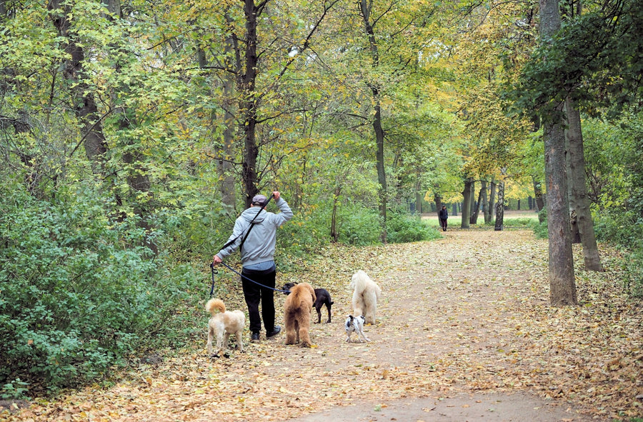 Types of Dog Harnesses Explained: Which One Is Right for Your Dog?