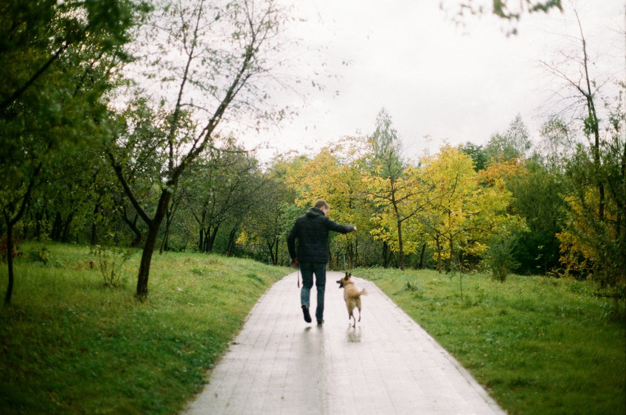 Harness vs Collar: Which Is Better for Your Dog's Neck?