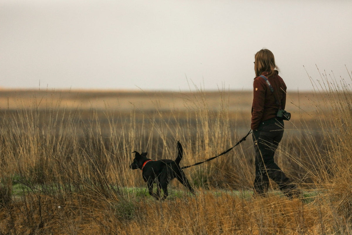 Woman walking a black dog on a leash through golden autumn grass